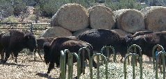 Bison and extremely fast runners and can outrun most horses.  