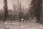 An automatic waterer would have been terrific while camping with horses; thankfully there was a stream near by!