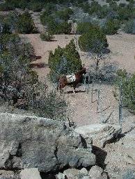 Rhett at the bottom of Cliff Trail