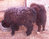 Yak milk is rich! We love our yak, real Tibetan yak.  Amazing salt caravans, pamirs, Afghanistan. & suggestions for equine colic cure.