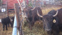 We love our yak, real Tibetan yak.  Amazing salt caravans, pamirs, Afghanistan.  And suggestions for equine colic cure.