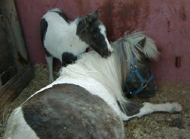 Azul comforting his mama Lacey