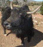 We love our yak, real Tibetan yak.  Amazing salt caravans, pamirs, Afghanistan.  And suggestions for equine colic cure.