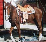 Reining on Rhett with non pro reining trophy saddle, scrapper australian cattledog, NRHA