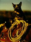 Scrapper Australian Cattledog loves riding horses; reining on Rhett, NRHA