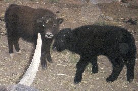 We love our yak, real Tibetan yak.  Amazing salt caravans, pamirs, Afghanistan.  And suggestions for equine colic cure.