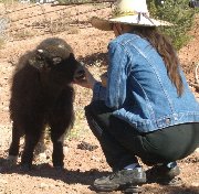 We love our yak, real Tibetan yak.  Amazing salt caravans, pamirs, Afghanistan.  And suggestions for equine colic cure.