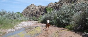 Buffalo Mountain is sacred to the Santo Domingo Pueblo Tribe in New Mexico.  The buffalo adventure began when the little herd escaped near here