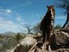 Rhett at the top of Cliff Trail