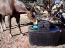 tyree learned to use the automatic horse water system in under a minute!