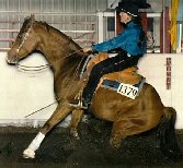 Rhett Reining at the Arabian Show, Albuquerque NM 1995