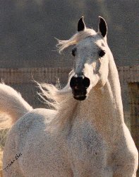 Arabian Stallion Gdansk, Winny's Sire.  Arabian Park Horse Champion