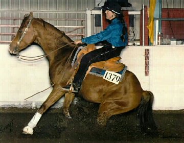 Makarios Ranch horses have excelled in Reining as well as other horse sports.  Experienced horseback rides include riding some of these terrific, well trained horses.