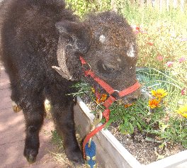 Solo Loves Gold and Yellow Flowers the Best!