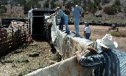 For a successful buffalo capture, a solid lane to the even more solid, sturdy, steel reinforced trailer is a must.