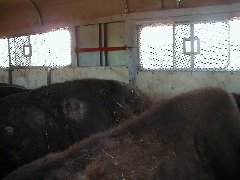 Bison loaded in the trailer; there was a lot of banging and crashing, but soon settled down.  Buffalo Capture Completed