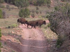 Buffalo capture adventure began with bison in the driveway