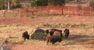 The buffalo capture was going according to plan; prairie grass may be the best, but some domestic hay tastes great!