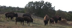 To aid in buffalk capture, a nice round bale of timothy hay is a must