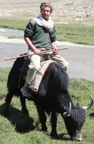 We love our yak, real Tibetan yak.  Amazing salt caravans, pamirs, Afghanistan.  And suggestions for equine colic cure.