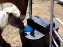 lacey loves the automatic waterers; she learned the horse water system in just a few minutes!