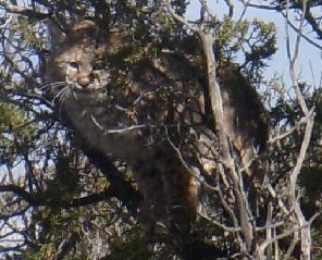 Young Bobcat Staring From Safety In The Juniper