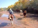 Youtube of horses heading toward Makarios Ranch, up the Galisteo river.  Experienced horseback rides on happy horses!