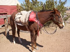 Homemade bareback pad that I made several years ago; it is a work in progress but works very well.  Using a real cinch and latigo allows it to be cinched tight-- added rings for a breast collar.