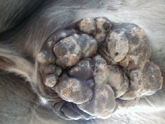 equine melanoma in horse sheath, 10 years after onset of  equine melanoma