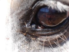 equine melanoma in horse tear duct, 13 years after first symptom