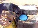 dogs love the automatic waterer as well; the shorter dogs have to get up on the horse water system, tall dogs can use it from the ground!